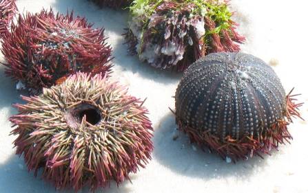 Sea urchins on beach in St Andrews State Park