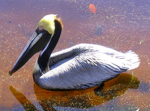 Brown Pelican in St Andrews State Park