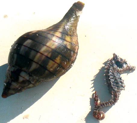 Tulip shell & sea horse from St Joe Bay