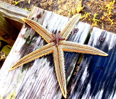 St Joe Bay Starfish