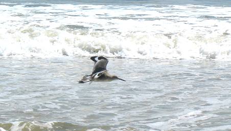 Willet flying along the beach at St George Island State Park