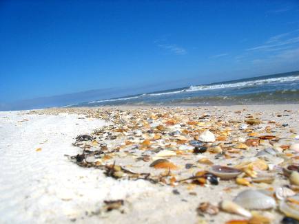 Beach littered with shells in St George Island State Park