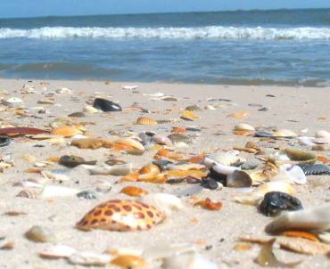 Shelling spot on beach in St George Island State Park