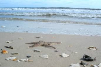 star fish on beach in St George Island State Park