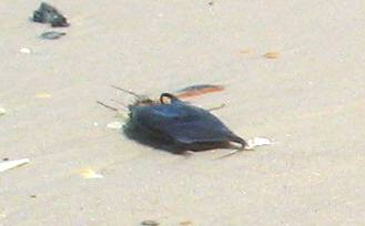 Skate egg case on beach at St George Island State Park