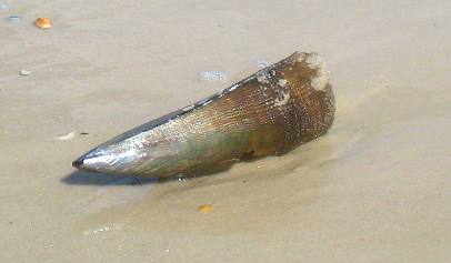 Perfect pin shell on beach at St George Island State Park