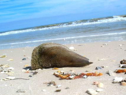 Whole pin shells can be found walking the beach at St George Island State Park