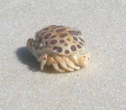 Cute leopard crab on beach in St George Island State Park