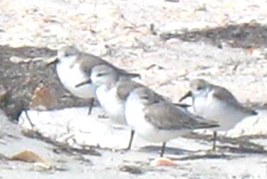 Sandpipers hiding in depression on beach at St George Island State Park