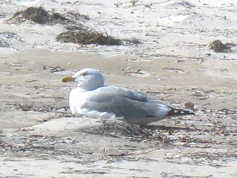 Resting gull on St George Island