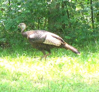 Hen Turkey at Seven Points Corps of Engineers COE Campground