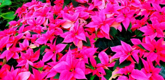 Poinsettias at the Gaylord Center 