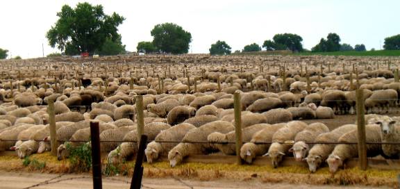 Sheep feed lot