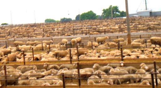 Sheep feed lot