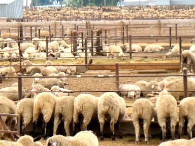 Sheep feed lot