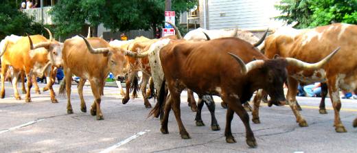 Longhorn cattle opened the Greeley Stamped Parade