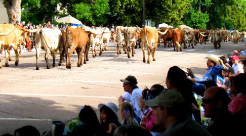 Longhorn cattle in Greeley 4th of July Parade