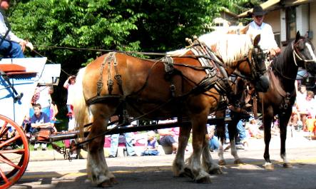 Belgium draft horses in Greeley Stampede 4th of July Parade