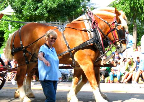 Belgian Draft Horses in Greeley Stampede 4th of July Parade