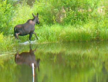 Yearling Moose on the Poudre River Scenic Drive