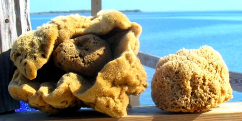 Sponges drying in the sun on Cedar Key dock