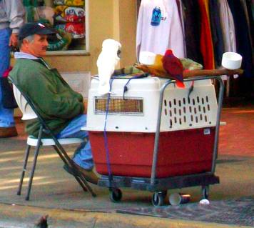 Eccentric Old Town Key West resident