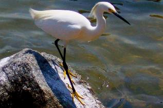 snowy egret St Andrews State Park