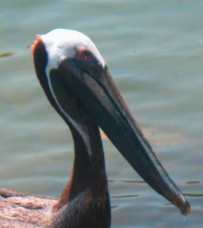brown pelican st andrews state park
