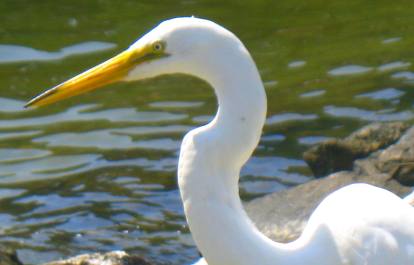 great egret st andrews state park