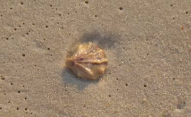 cats paw shell st andrews state Park