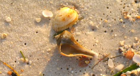 shells st Andrews state Park