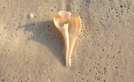 whelk shell St Andrews State Park