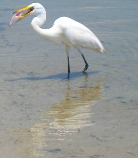 great egret St Andrews State Park