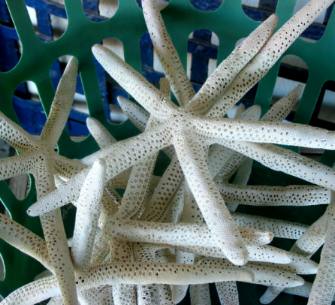  Starfish in sponge exchange in Tarpon Springs