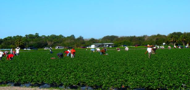 Strawberry fiele near Lake Manatee State Park