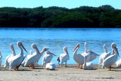 White Pelicans near Cortez