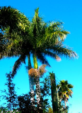 Royal Palm Anna Maria Island
