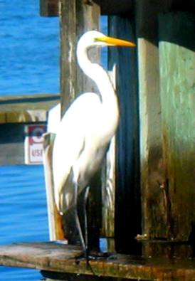 Great egret at New Pass Grill