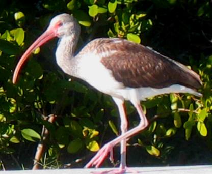White Ibis in Cortez Florida