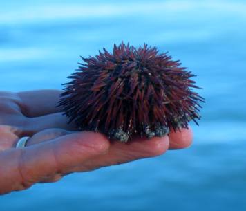 Sea Urchin Anna Maria Island