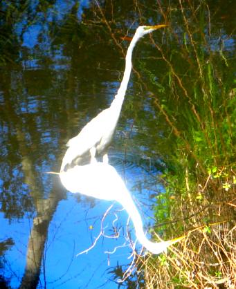 Great egret at Sun N Fun RV Resort