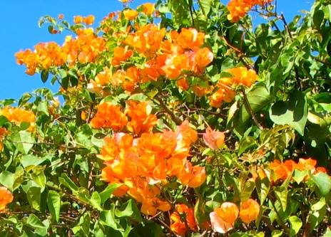 Bougainvillea Sun N Fun RV Resort