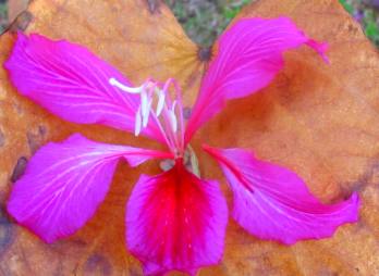 Orchid tree bloom Lido Key