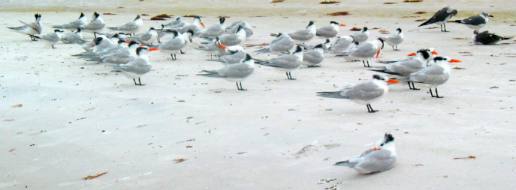 Royal Terns on Siesta Key