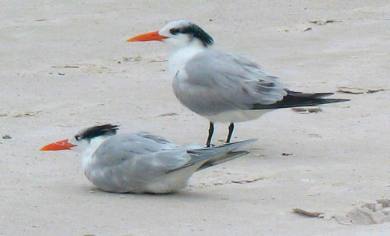 Royal Terns on Siesta Key