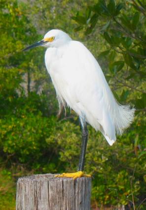 Snowy egret resting on piling at Casey Key