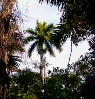 Royal Palm Collier Seminole State Park