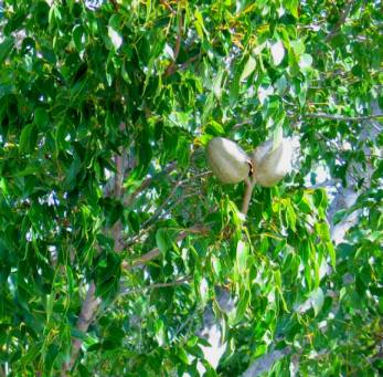 Mahogany nuts Collier Seminole State Park