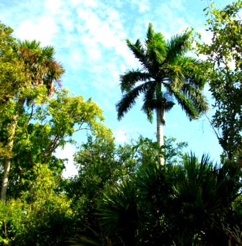 Wild Royal Palm in Collier Seminole State Park