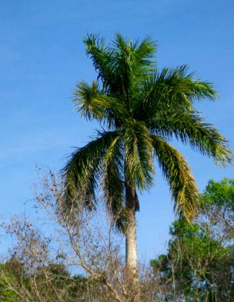 Royal Palm Collier Seminole State Park